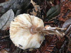 Lepiota flammeotincta