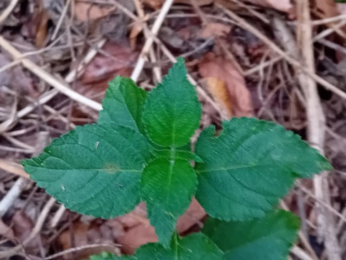 common lantana