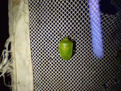 Southern Green Stink Bug