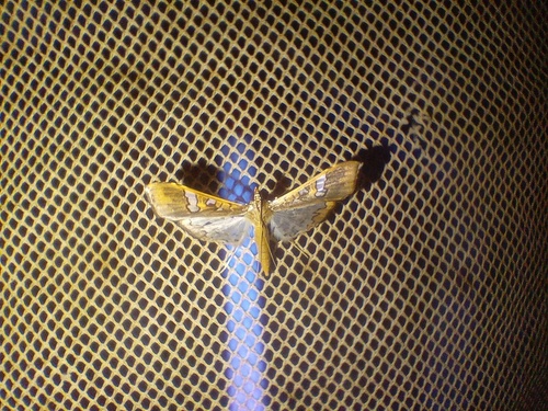 Mung Bean Moth