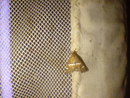 Hawaiian Beet Webworm Moth