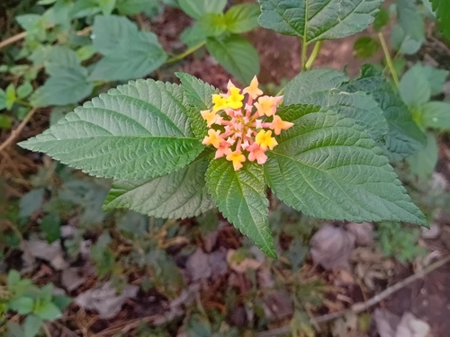 common lantana