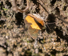 Heterusia