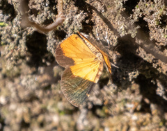 Heterusia