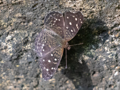 Anthanassa drymaea