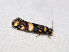 Catadoceta xanthostephana