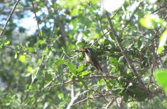 Basilinna xantusii