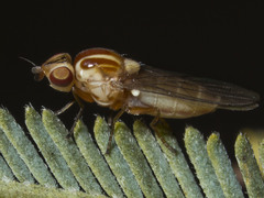 Chloromerus