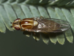 Chloromerus