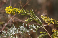 Solidago spectabilis