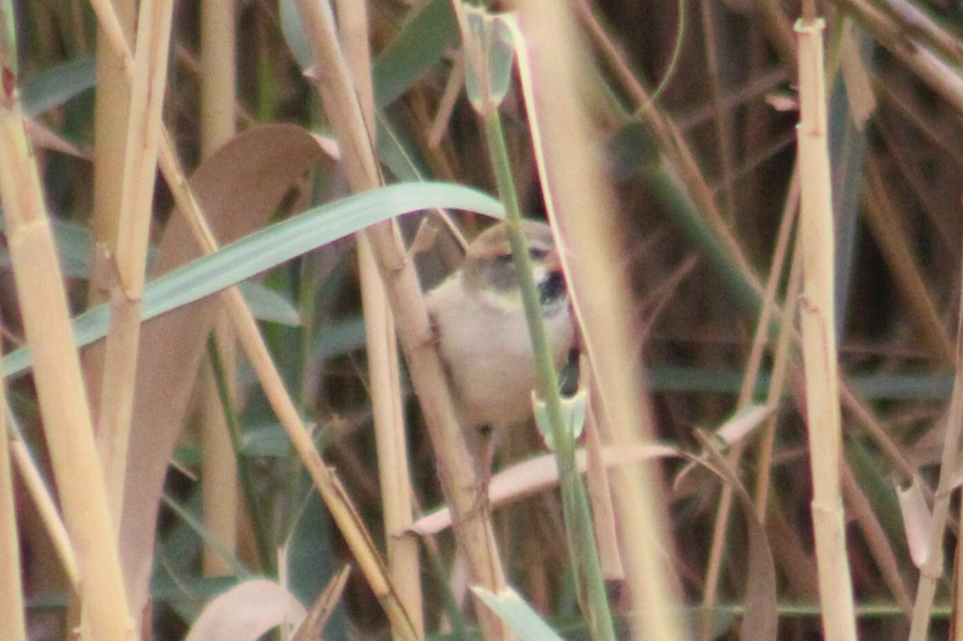 Dead Sea Sparrow (Passer moabiticus), photo 7