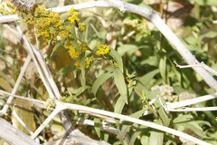 Solidago spectabilis