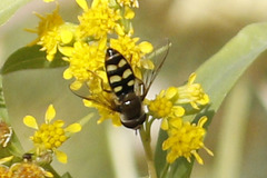 Metasyrphus