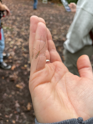 Unknown species found near S Cornerstone Dr, Ingleside, IL, US