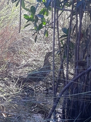 Botaurus lentiginosus image