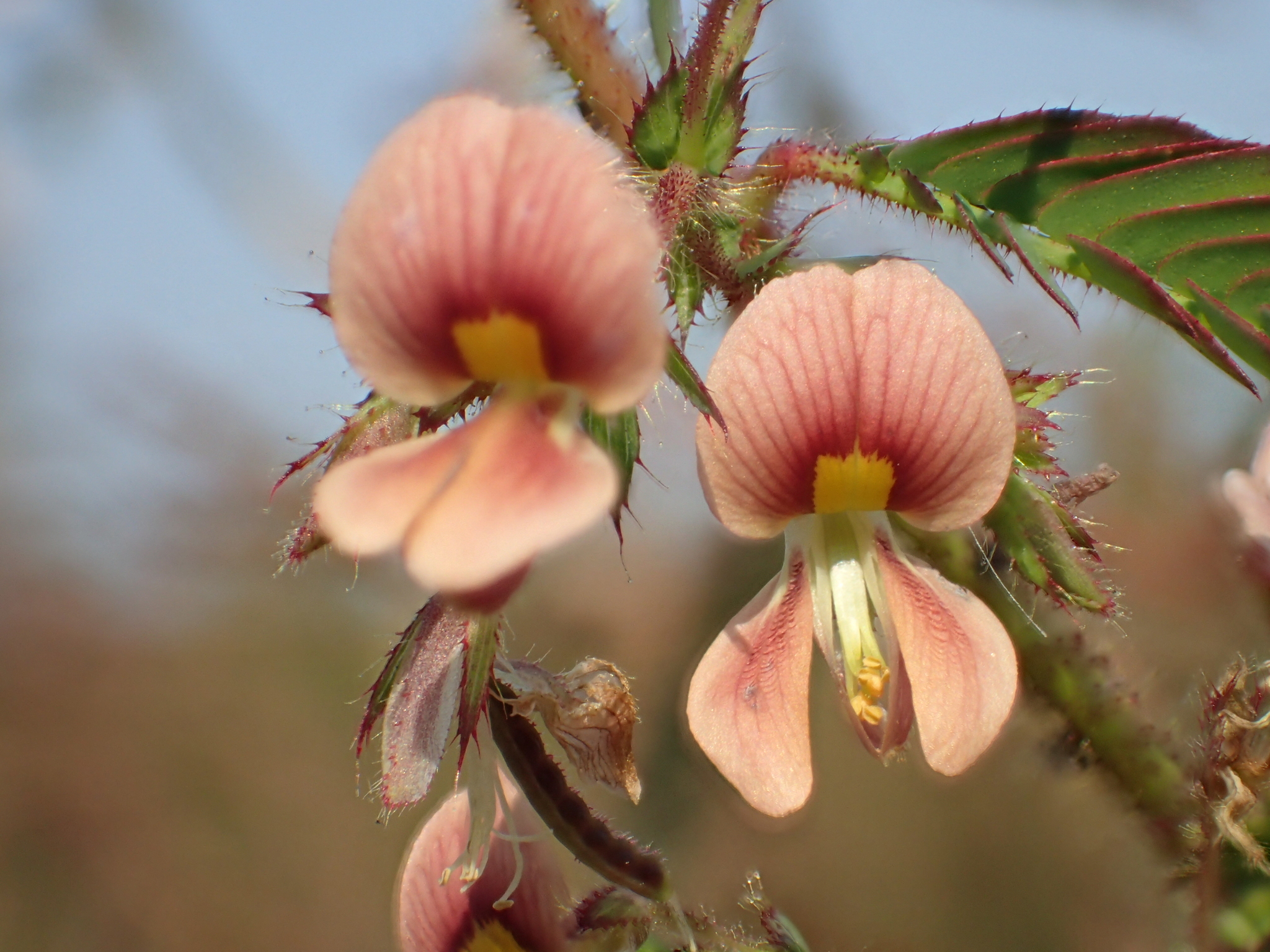 Aeschynomene americana