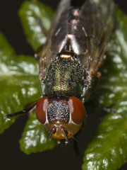 Duomyia decora