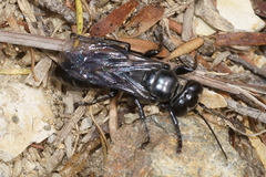 Tachysphex nigerrimus