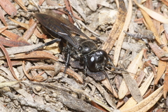 Tachysphex nigerrimus