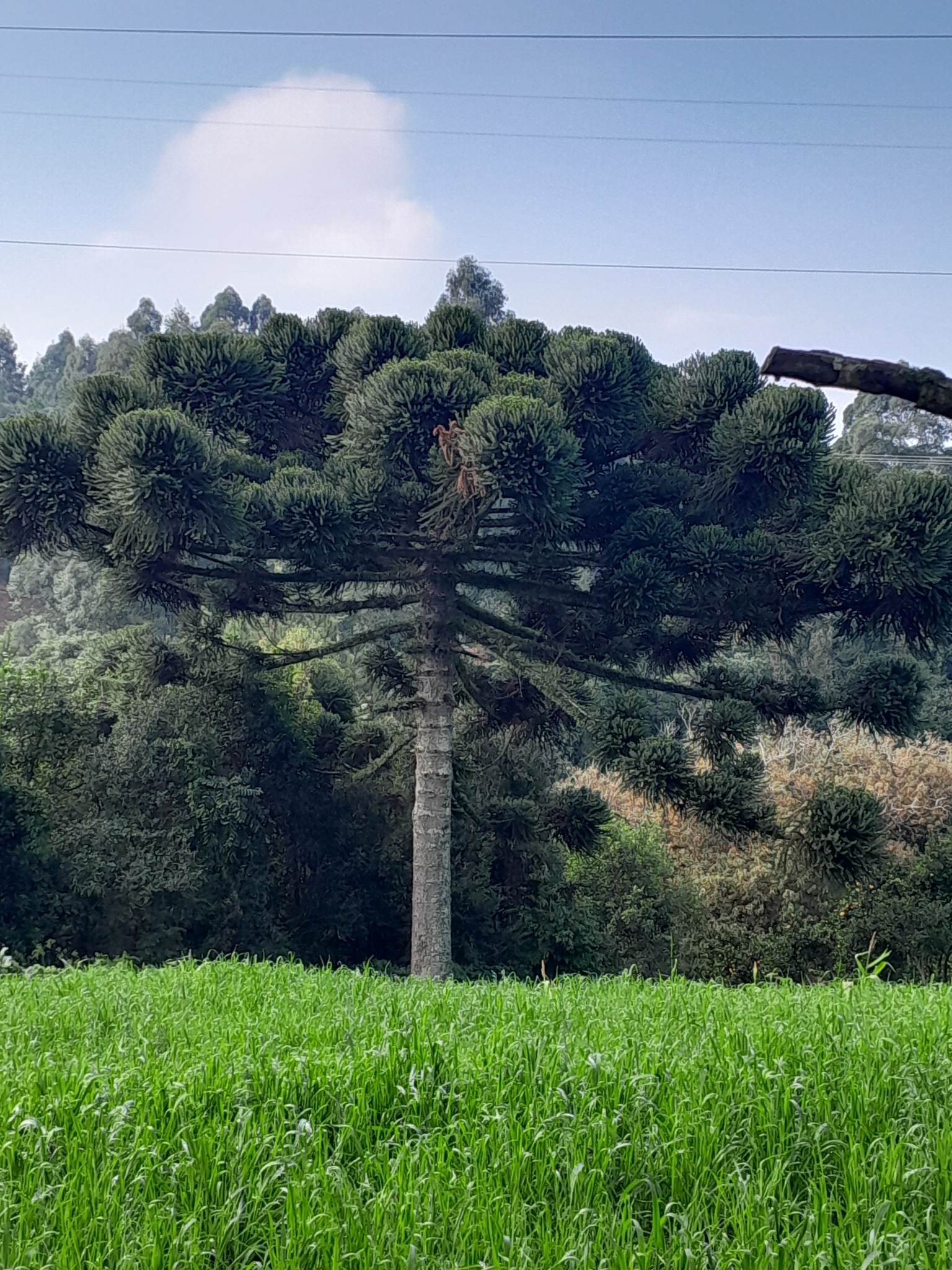 Araucaria angustifolia