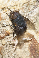 Calliphora quadrimaculata