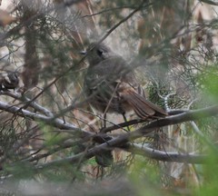 Drymodes brunneopygia