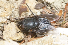 Calliphora quadrimaculata