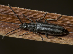 Ischnomera sublineata