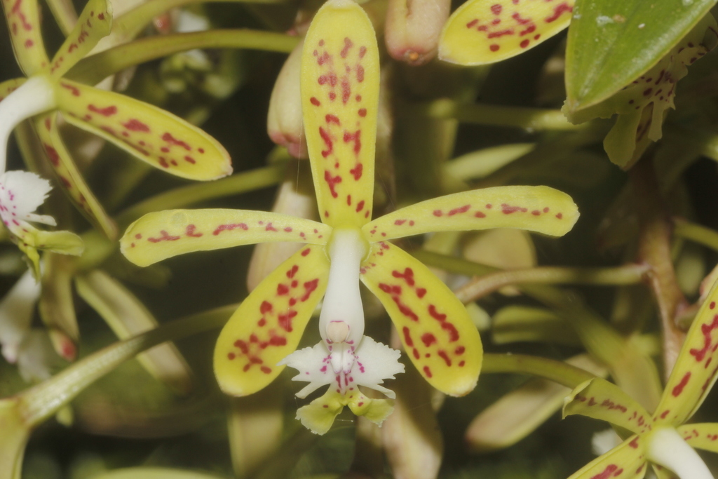 Epidendrum cristatum