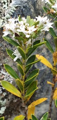 Veronica subfulvida