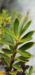 Veronica subfulvida