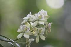 Prosthechea radiata