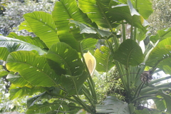 Monstera egregia