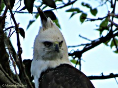 Spizaetus ornatus