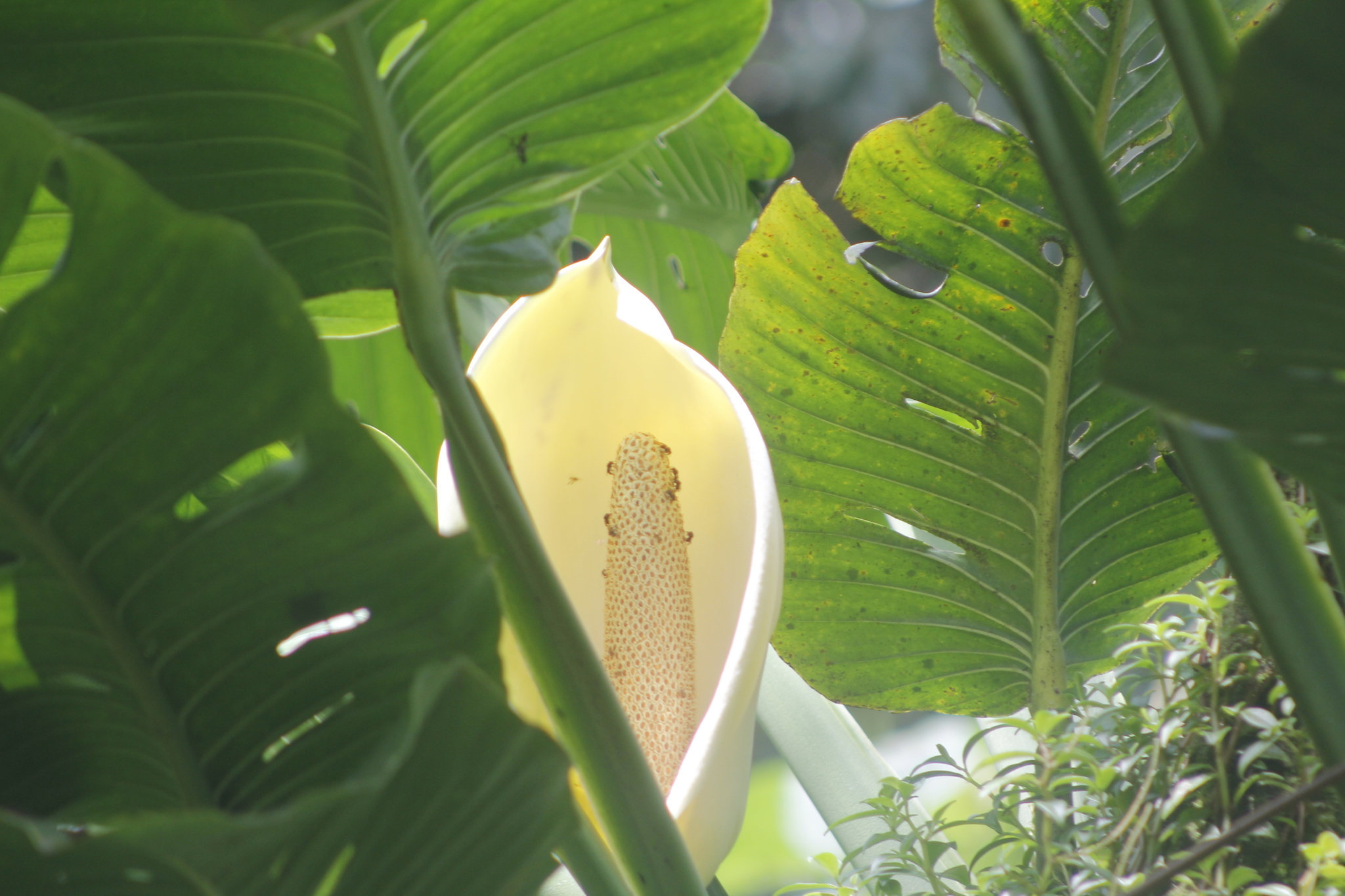 Monstera egregia  iNaturalist