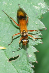 Sphictostethus fugax