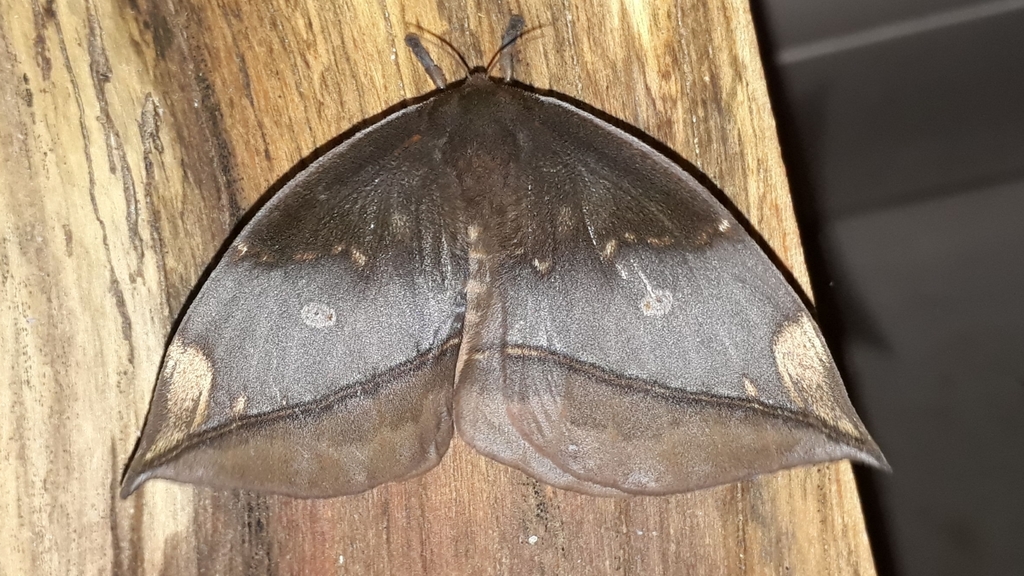Gamelia