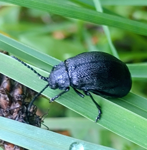 black-punctured leaf beetle