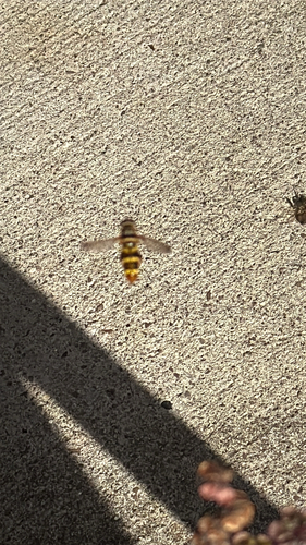 Unknown species found near Devon Dr, Nashville, TN, US