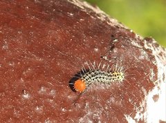 Lithacodia crotopha