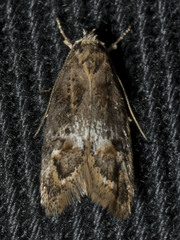 Eulechria callidesma