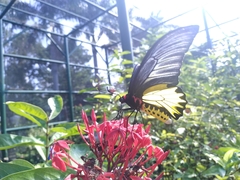 Troides aeacus formosanus