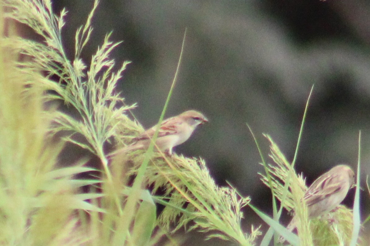 Dead Sea Sparrow (Passer moabiticus), photo 6