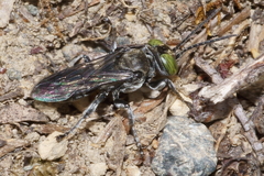 Tachysphex nigerrimus