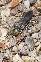 Tachysphex nigerrimus