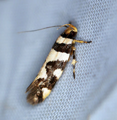 Macrobathra desmotoma
