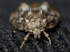 Eulechria callidesma