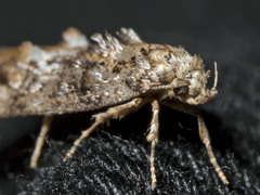 Eulechria callidesma