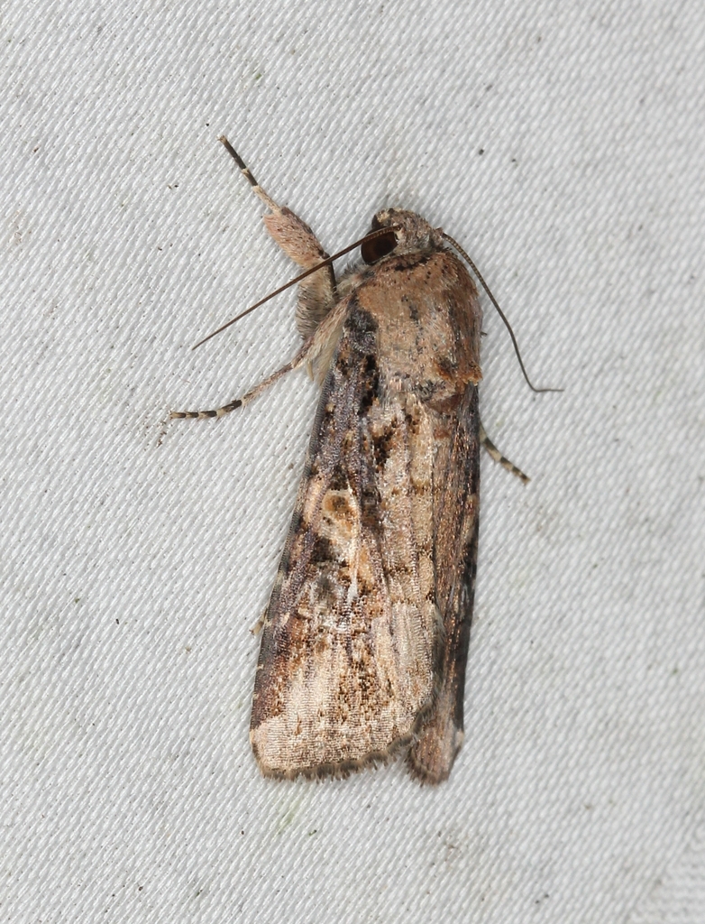 Fall Armyworm Moth from Browns Mills, Pemberton Township, NJ 08015, USA ...