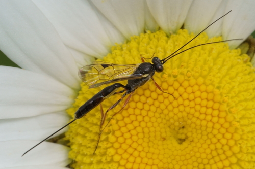 Trathala agnina